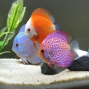 Meet your Posher, Alden